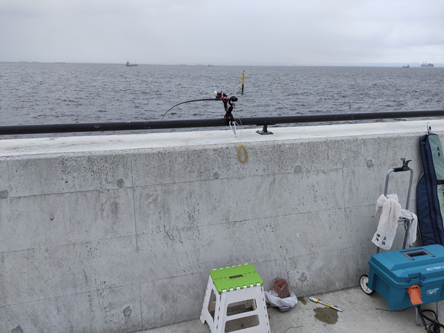 金沢水際線緑地（福浦岸壁）で釣れたイシモチの釣り・釣果情報