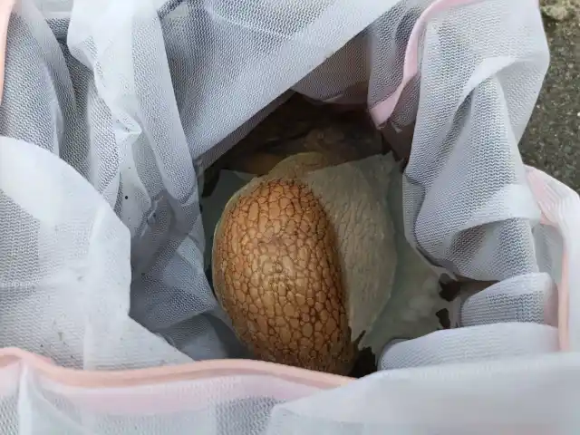 タコ