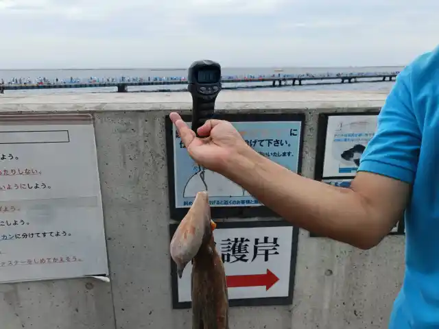 タコ