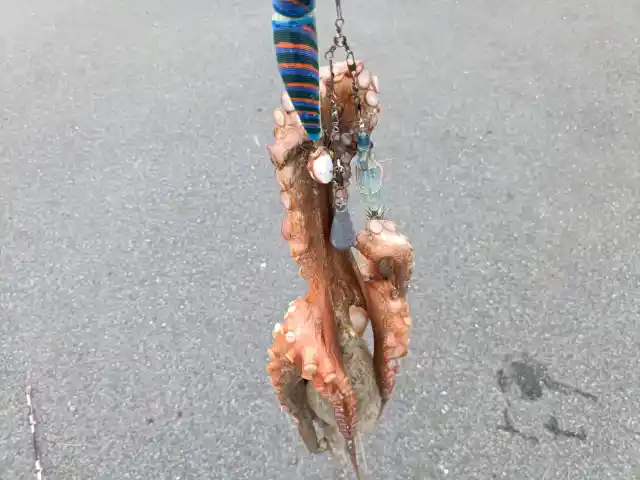 タコ