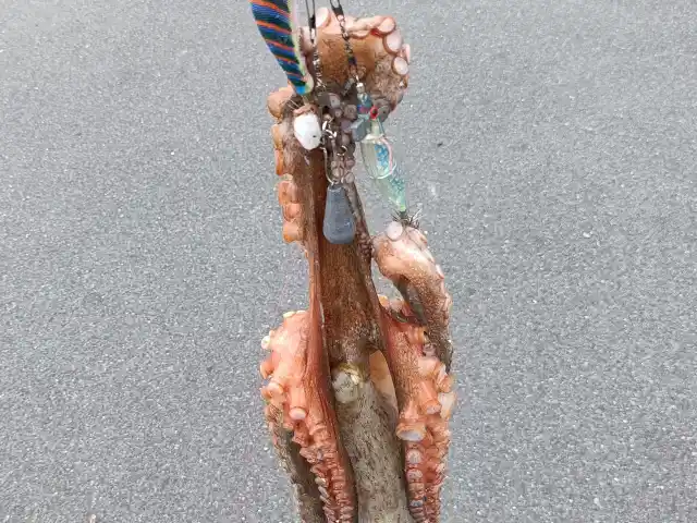 タコ